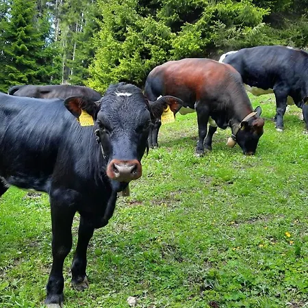 Steinhof Грис-на-Бреннере
