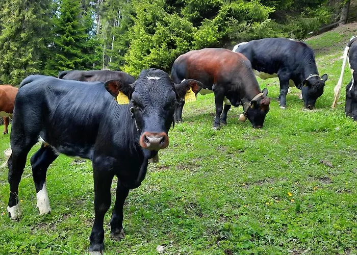 Steinhof Gries am Brenner
